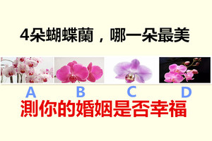 4朵蝴蝶蘭，哪一朵最美，測你的婚姻是否幸福 