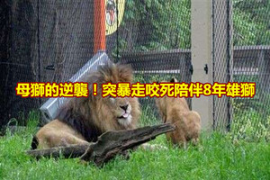  母獅的逆襲！突暴走咬死陪伴8年雄獅