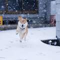 《柴犬與雪的攝影照片》雖然大雪很冷～但這畫面真的太美了～～～