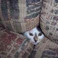 《偷窺中的貓咪》對找掩護沒概念的小蠢貓們超可愛（抱緊）
