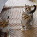 日本《人氣貓品種》大發表　最多人飼養的貓咪揪～竟是哪一種呢( Φ ω Φ )