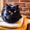 《黑貓不容易被領養跟不上相有關？》仔細回顧會發現好像真的是這樣？