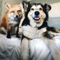 《愛上狗狗的微笑狐狸》跨越種族的兩小無猜好情誼