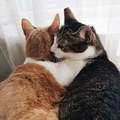 《愛抱抱的貓》當獨子習慣了一開始還很高冷的結果是...