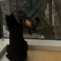 《黑貓與洗窗師傅的友誼》工作時也抵擋不了想逗貓的衝動♥
