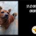 韓國《警局前被遺棄的狗》暖心結局呼籲大家請勿拋棄家人