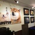 人氣柴犬《丸太郎的主題館》不僅可以看展 還有周邊可以買喔