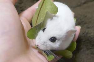 倉鼠又變和菓子了《倉鼠柏餅》鼠鼠怎麼看起來怎麼都那麼好吃啊（口水