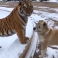   一起長大的「老虎跟狗狗」被迫分開，2年後再次相遇...老虎對狗狗的舉動讓大家超驚呼！