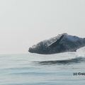 40噸座頭鯨「以為自己是海豚」躍出海面，接下來的畫面大家讚嘆得停不下來！