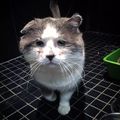 流浪貓因生病被救助，檢查發現這是一隻艾滋貓