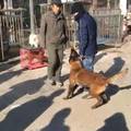 男子假裝打主人，馬犬狗狗馬上翻臉：打汪可以，打汪主人跟你急