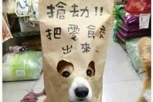 你以為做狗很舒服嘛？攤上這樣的坑狗鏟屎官試試？！