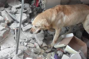 這隻搜救犬在地震災區「竭盡全力搜救」 ，找到7位生還者後「卻嚥下最後一口氣」！