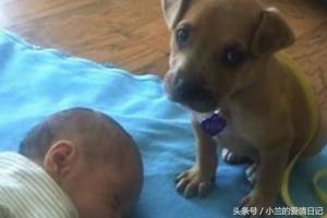 主人叫狗狗看好熟睡中的寶寶，結果狗狗下一秒的反應，讓主人笑噴
