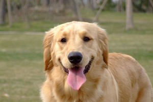 你家汪有上榜嗎？網友票選「全世界最漂亮」的前10名狗狗，暖心金金竟然只排第3名！