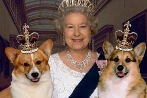英國皇室為什麼有愛狗的傳統？曾有一隻狗感動了全世界