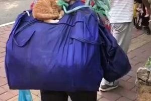 阿姨背著小橘貓拾荒，一人一貓不離不棄，真讓人感動！