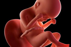 寶寶「性別」是何時形成的？婦科醫師：「關鍵是X、Y染色體」揭露新生命的祕密！