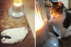 日本茨城貓咪戀上煤油爐 「燈下入定」融化網友！