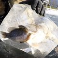 他們用電鋸鋸開結冰的湖面，竟然看見｢狗魚咬著鱸魚死亡｣的超罕見的冰封畫面！難得一見阿！