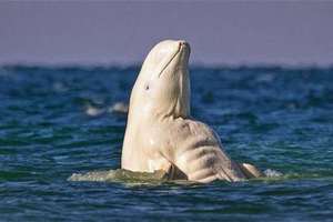 超猛白鯨竟有「六塊肌」上水面立馬被一群雌鯨包圍