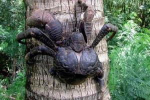 當男子到森林探險時，發現了蜘蛛混合螃蟹的大怪物，讓人毛骨悚然，原來這隻怪獸竟是
