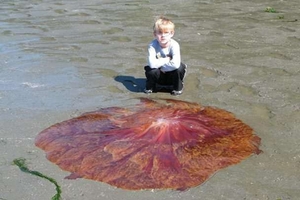 7歲男童在沙灘上驚見「超像飛碟的紅色物體」想用手摸，爸爸走近一看...立即阻止他！