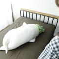 睡覺不寂寞！日本推出巨型「大根」抱枕　詭異姿勢看起來又有點可愛？