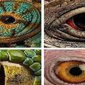 4隻眼睛，哪只是鱷魚的？測你在哪方面最惹人羨慕！ 