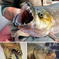 非洲超狂魔魚「32顆尖牙如吸血鬼」當飢餓時...就連鱷魚都不敢靠近！ 