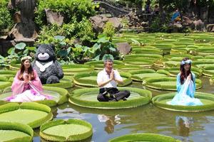 大王蓮奇景受路透IG青睞 雙溪公園大王蓮恐成絕響