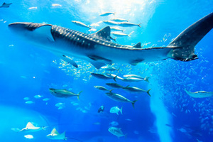 黑潮之海  沖繩美麗海水族館  洄游魚的動感世界