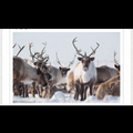 嘆為觀止。 超過3200頭馴鹿群聚遷徒，橫穿冰原的震撼一幕