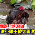 母雞甘願成「落湯雞」 保護小雞不被大雨淋濕
