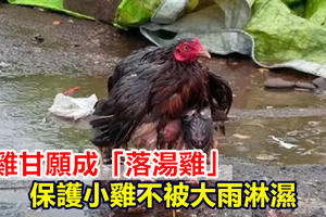 母雞甘願成「落湯雞」 保護小雞不被大雨淋濕