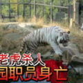 日本白老虎杀人 动物园职员身亡