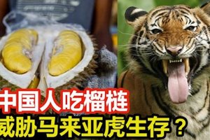 中国人吃榴梿, 威胁马来亚虎生存?