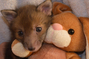 孤兒小狐狸沒有安全感　兔寶寶布偶成為牠最好的朋友