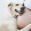 20隻「希望主人肚子裡的寶寶可以趕快來到這個世界」的超有愛狗狗。