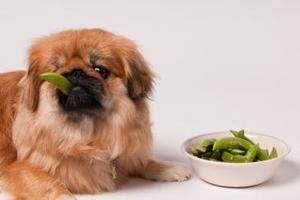 你都做錯了！10個錯誤的狗狗概念！狗狗跟人吃的東西一樣嗎？