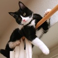 養貓的朋友平時肯定有種感覺,就是貓咪好像很喜歡呆在高的地方,例如櫥櫃的上面,為什麼呢?