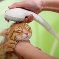 可以幫貓洗澡嗎? 多久洗一次?