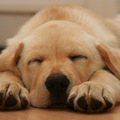 為什麼狗狗睡覺時會抖腳?