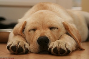 為什麼狗狗睡覺時會抖腳?