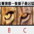 心理測試：你覺得哪一隻獅子最兇猛？測你是不是有一張毒嘴!