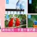 選一對鸚鵡，測測你和另一半是怎樣的歡喜冤家呢？