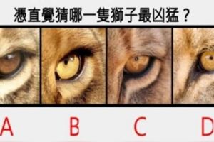心理測試：你覺得哪一隻獅子最兇猛？測你是不是有一張毒嘴!