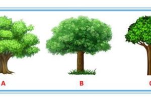 心理測試：三棵大樹哪顆最茂盛？測出你的美麗屬於多少歲