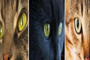 4雙眼睛，哪只不是貓眼睛？測你前世欠誰的債